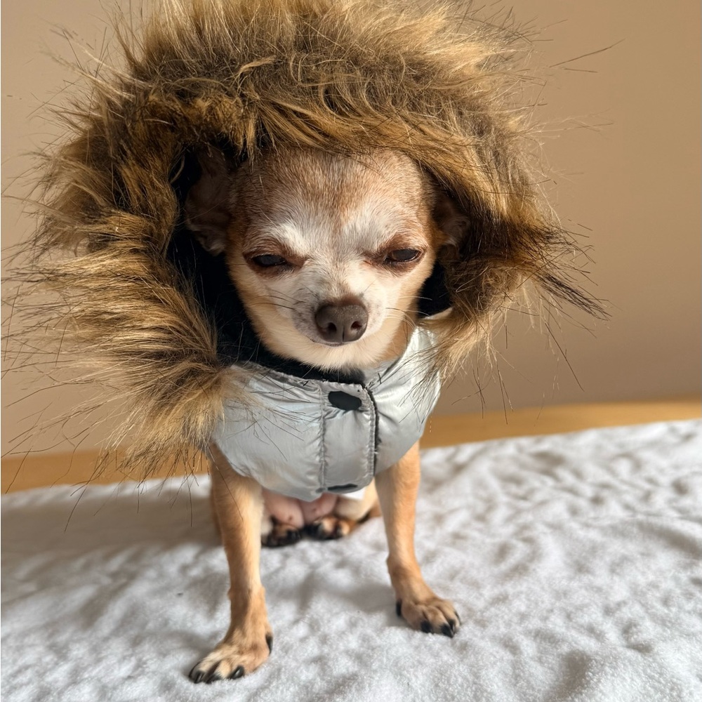 ❄️ Metallic Silver Puffer Dog Jacket w/ Faux Fur Hood — XS ❄️